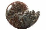 Polished Ammonite (Cleoniceras) Fossil With Pyrite #233499-1